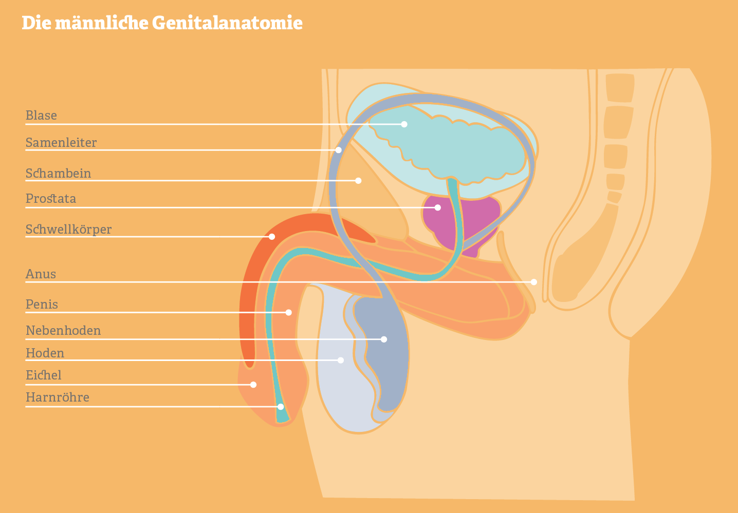 Grafik der männlichen Genitalanatomie